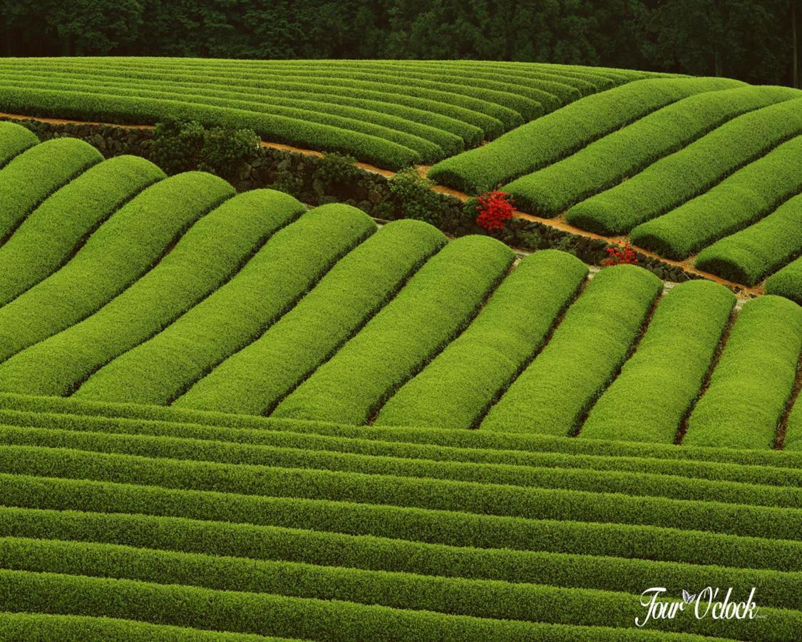 Hotel Emerald Inn Munnar Luaran gambar